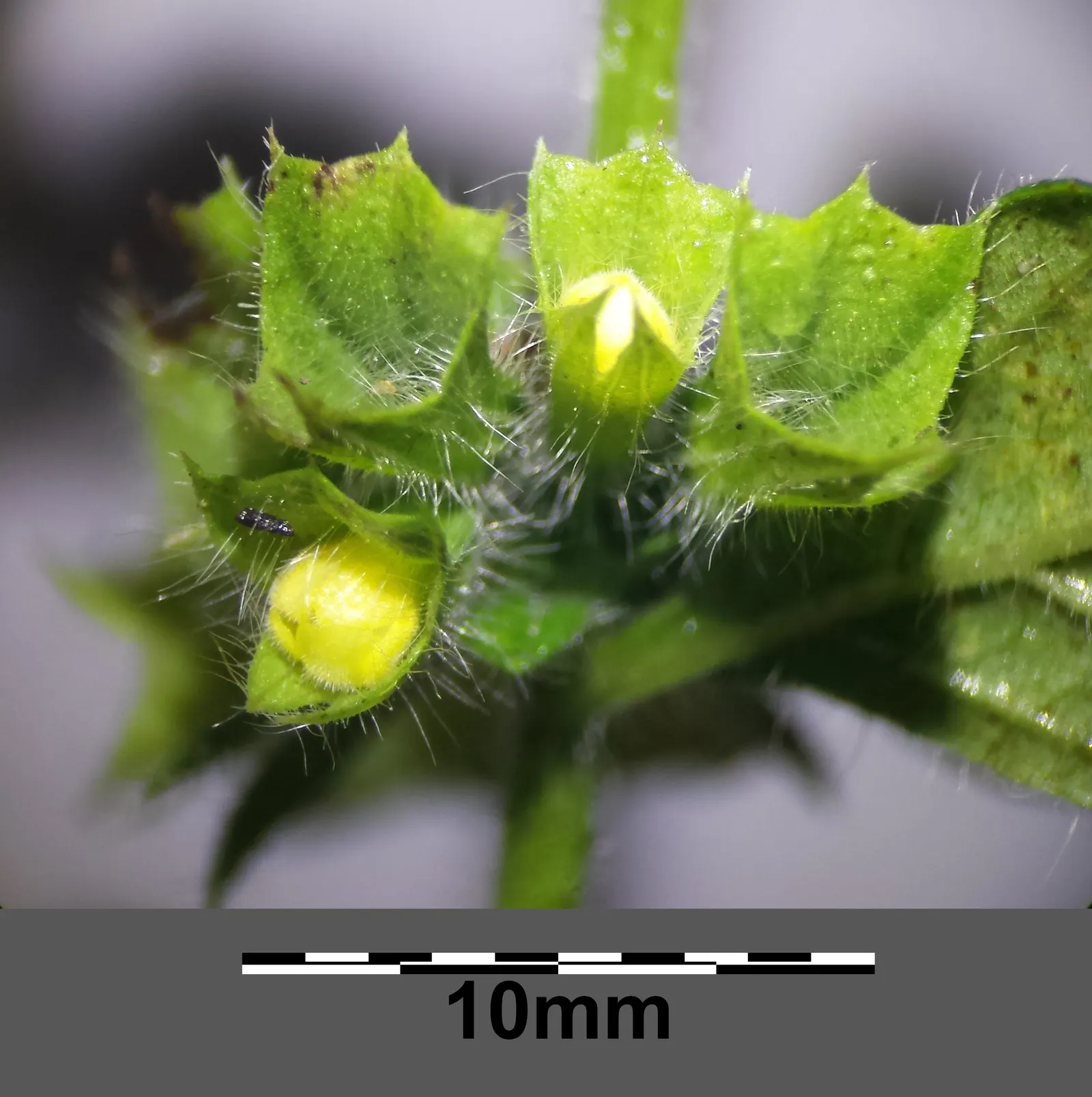 Lemon Balm (Melissa Officinalis) — This versatile plant tolerates a range of soil conditions, but prefers well-drained loam; making it a multifunctional