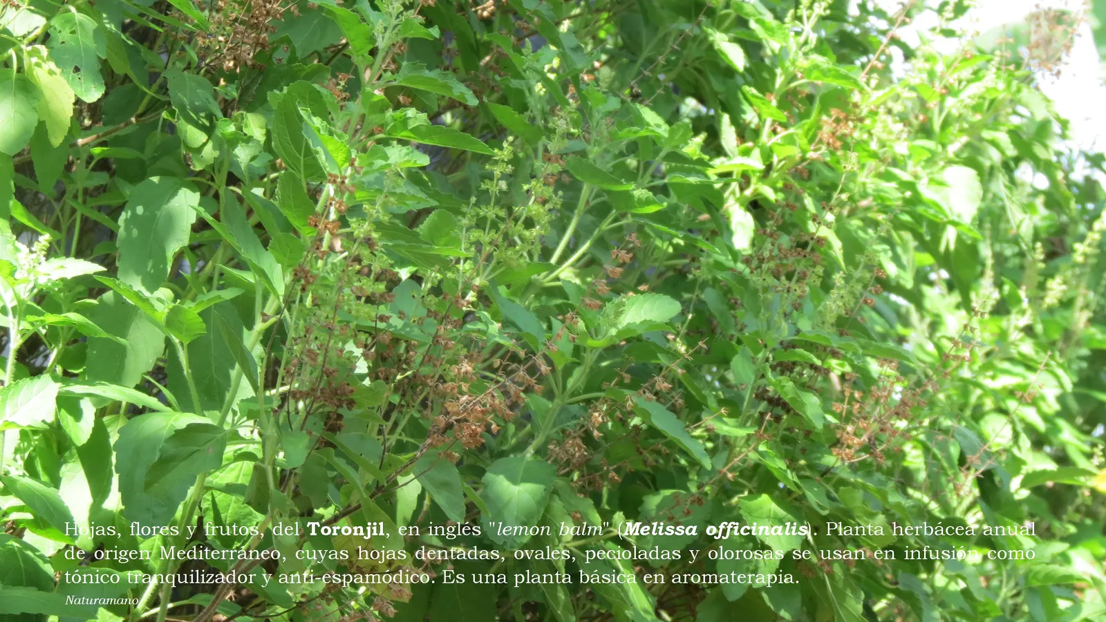 Lemon Balm (Melissa Officinalis) — white flowers in the garden