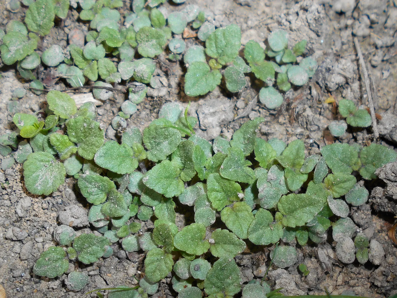 Lemon Balm (Melissa Officinalis) — herb for full or half; making it a multifunctional addition to any garden, image 84