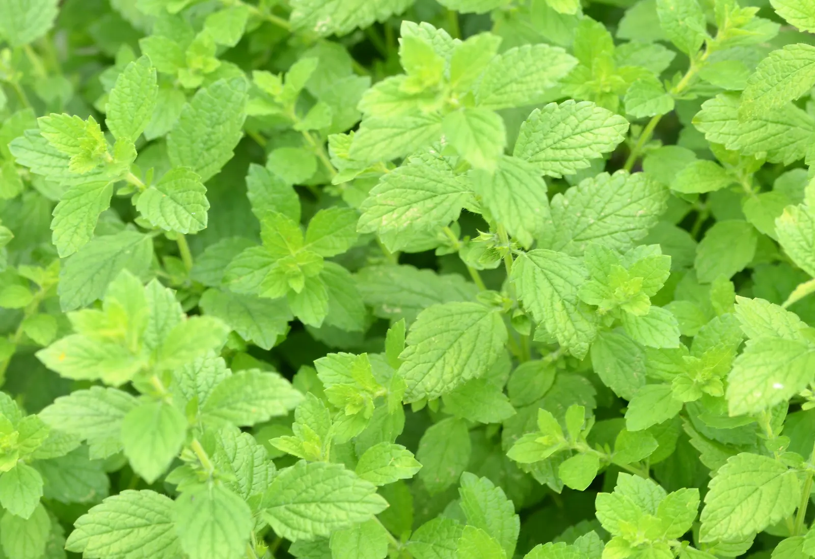 Lemon Balm (Melissa Officinalis) — herb with white blooms; including partial shade to full sun exposure, image 62