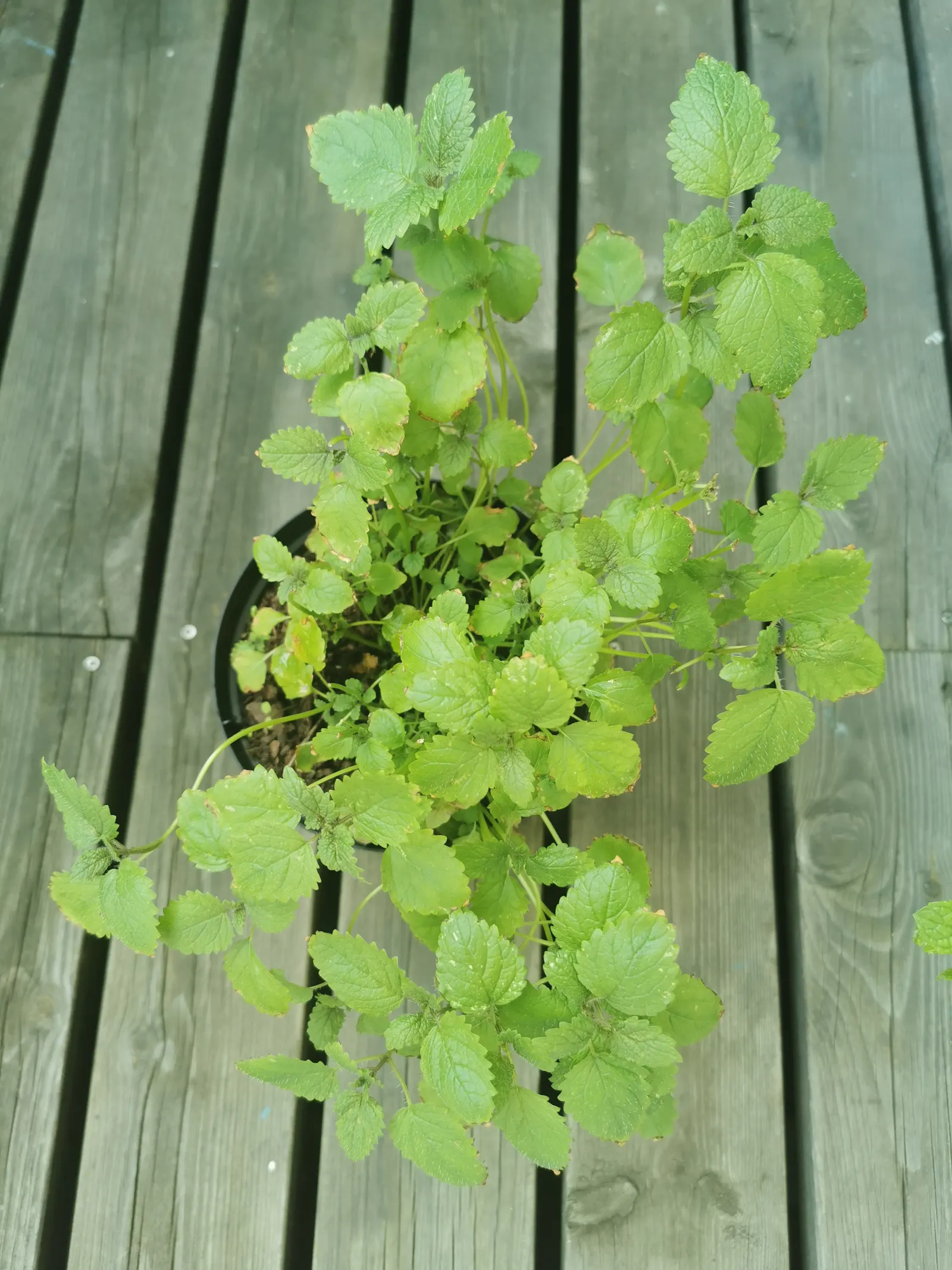 Lemon Balm (Melissa Officinalis) — making it a multifunctional addition to any garden