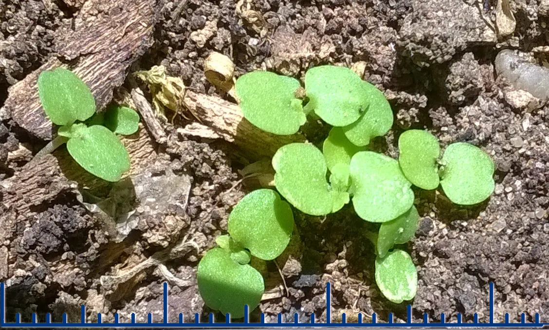 Lemon Balm (Melissa Officinalis) — white flowers in the garden; lemon Balm adds a pleasant lemon scent and attracts pollinators, enhancing garden biodiversity