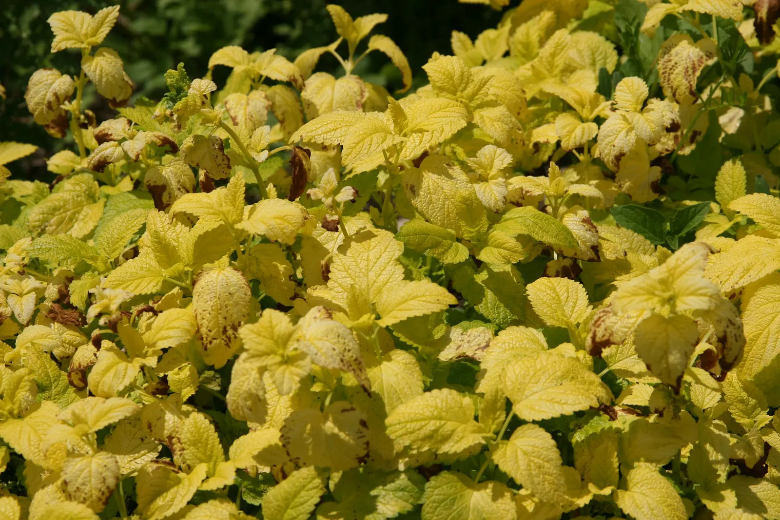 Lemon Balm (Melissa Officinalis) — A member of the mint family; making it a multifunctional addition to any garden, image 69