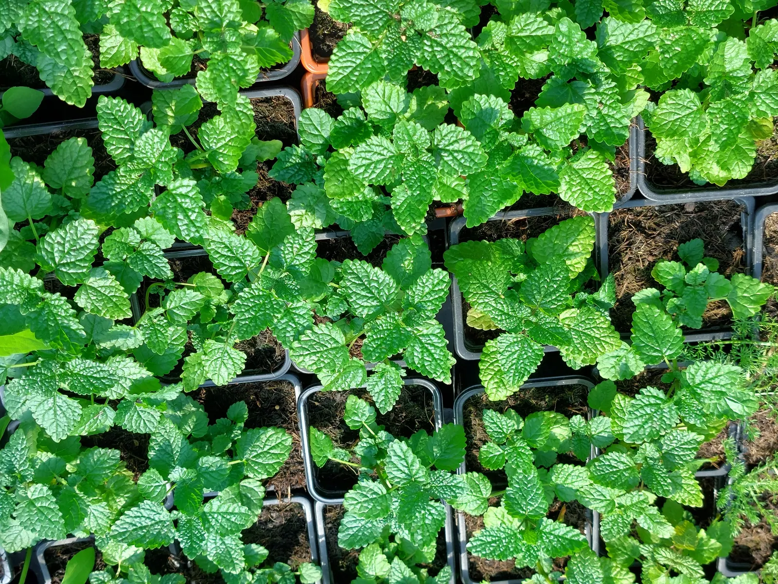 Lemon Balm (Melissa Officinalis) — consider its ability to self-seed and spread; therefore; making it a multifunctional addition to any garden