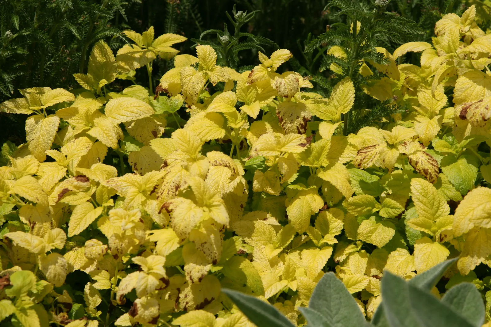Lemon Balm (Melissa Officinalis) — hence its genus name 'Melissa' (Greek for 'honey bee'); lemon Balm adds a pleasant lemon scent and attracts, image 94