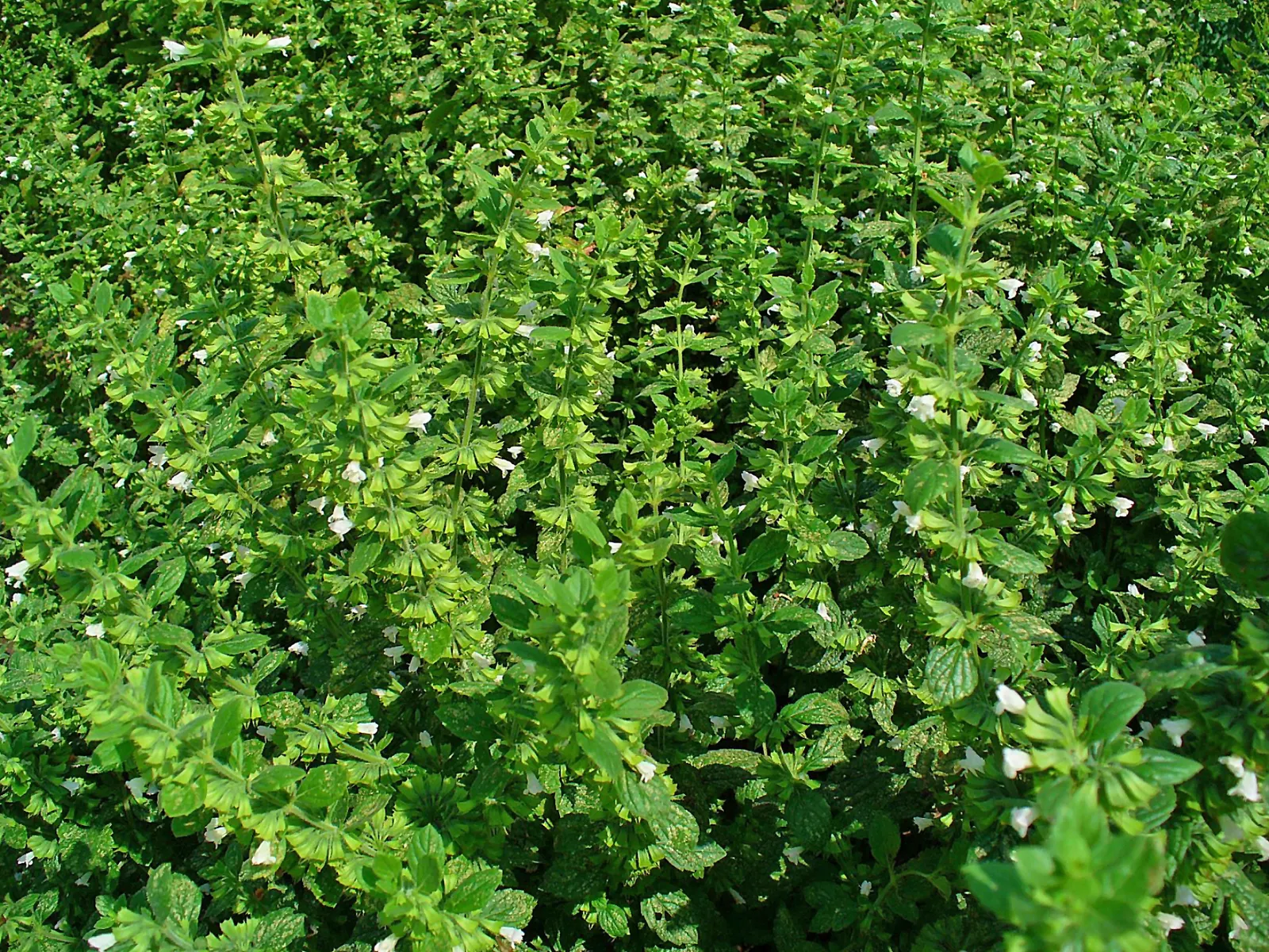 Lemon Balm (Melissa Officinalis) — consider its ability to self-seed and spread; therefore; making it a multifunctional addition to any garden, image 57