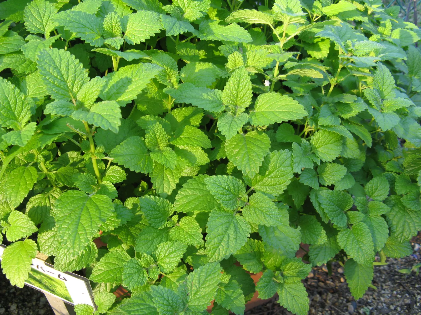 Lemon Balm (Melissa Officinalis) — consider its ability to self-seed and spread; therefore; making it a multifunctional addition to any garden, image 99