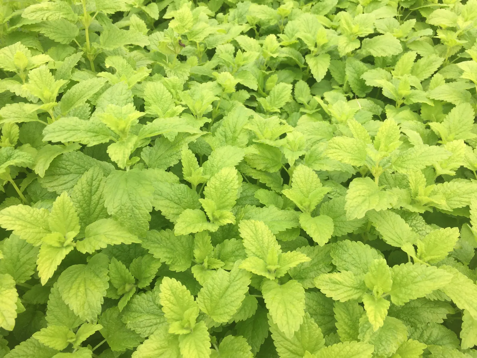 Lemon Balm (Melissa Officinalis) — A member of the mint family; making it a multifunctional addition to any garden, image 48