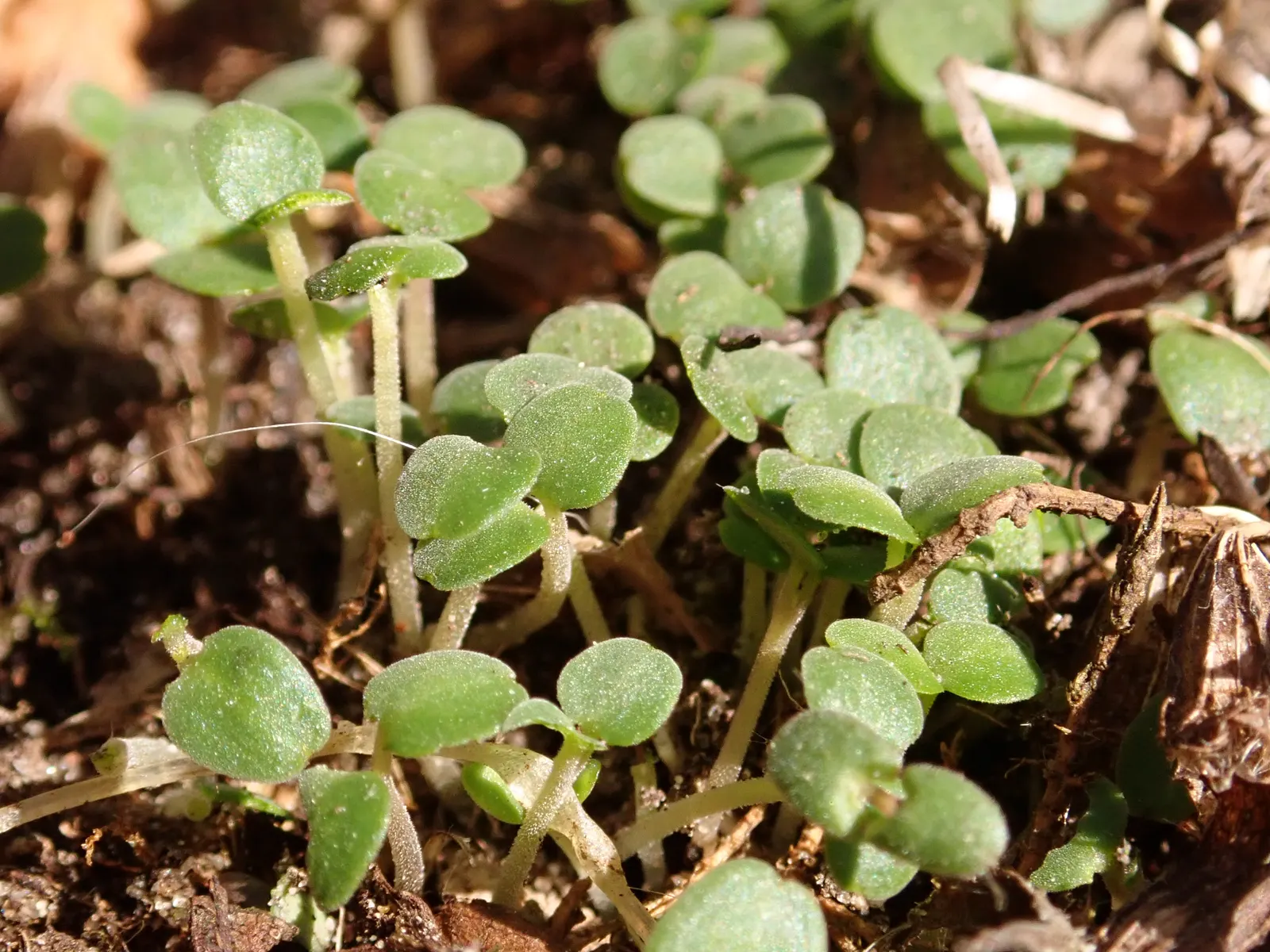 Lemon Balm (Melissa Officinalis) — although it benefits from regular watering for optimal growth and a more lush appearance; lemon Balm adds a, image 76
