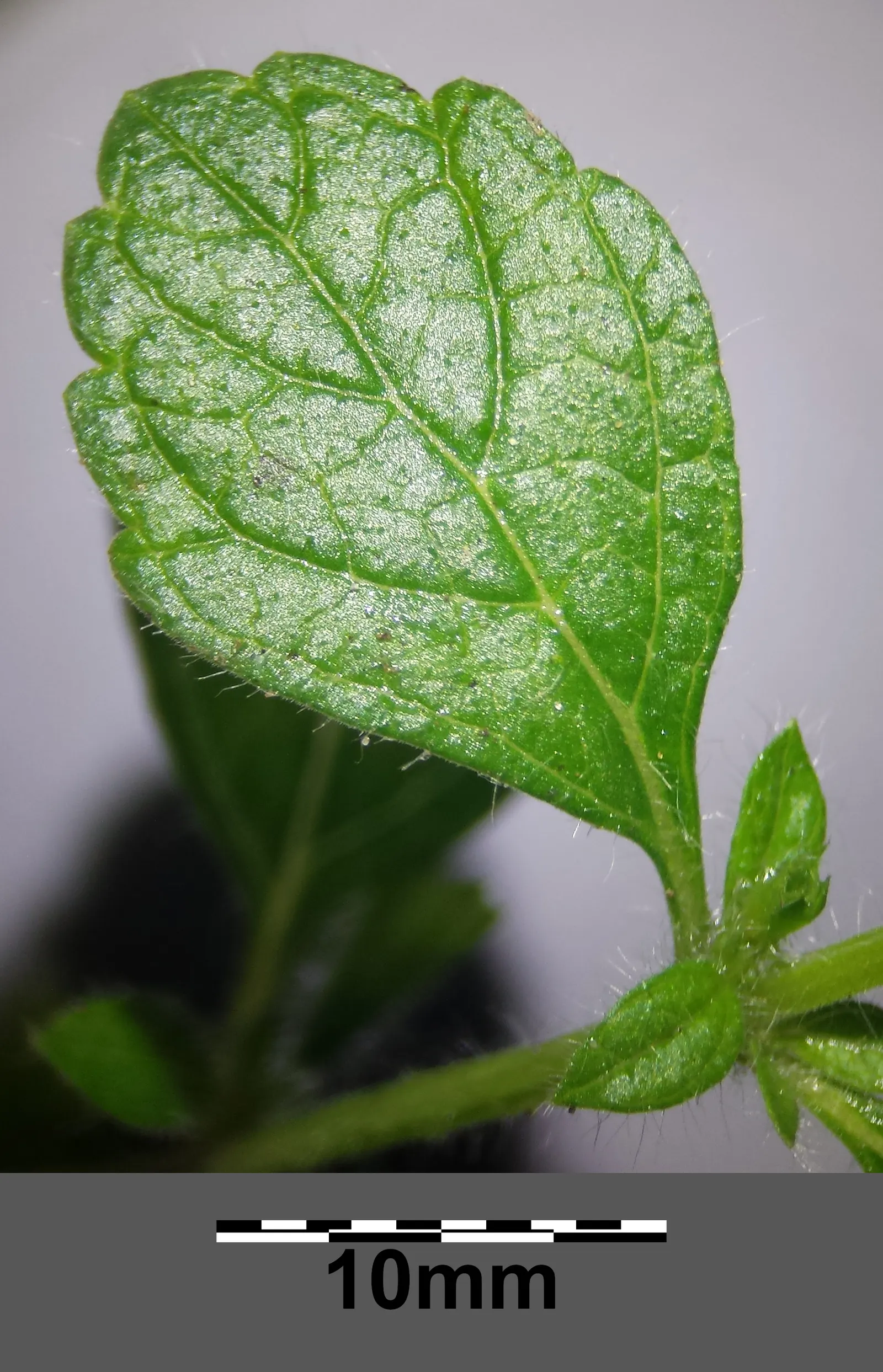 Lemon Balm (Melissa Officinalis) — Lemon Balm adds a pleasant lemon scent and attracts pollinators, enhancing garden biodiversity, image 25