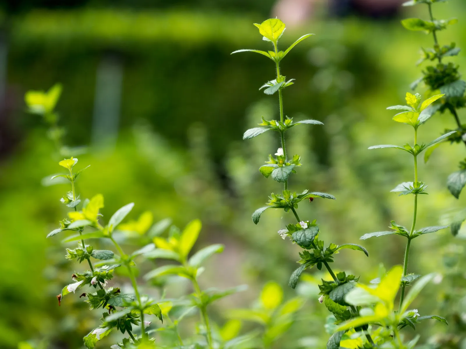 Lemon Balm (Melissa Officinalis) — scientifically named Melissa officinalis; including partial shade to full sun exposure