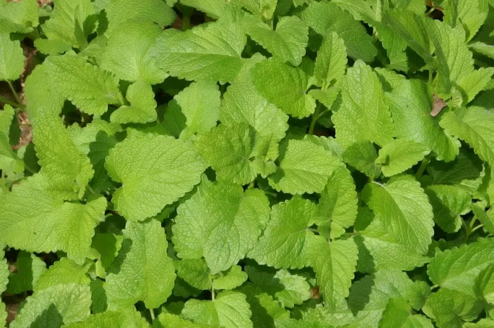 Lemon Balm (Melissa Officinalis) — Lemon Balm adds a pleasant lemon scent and attracts pollinators, enhancing garden biodiversity