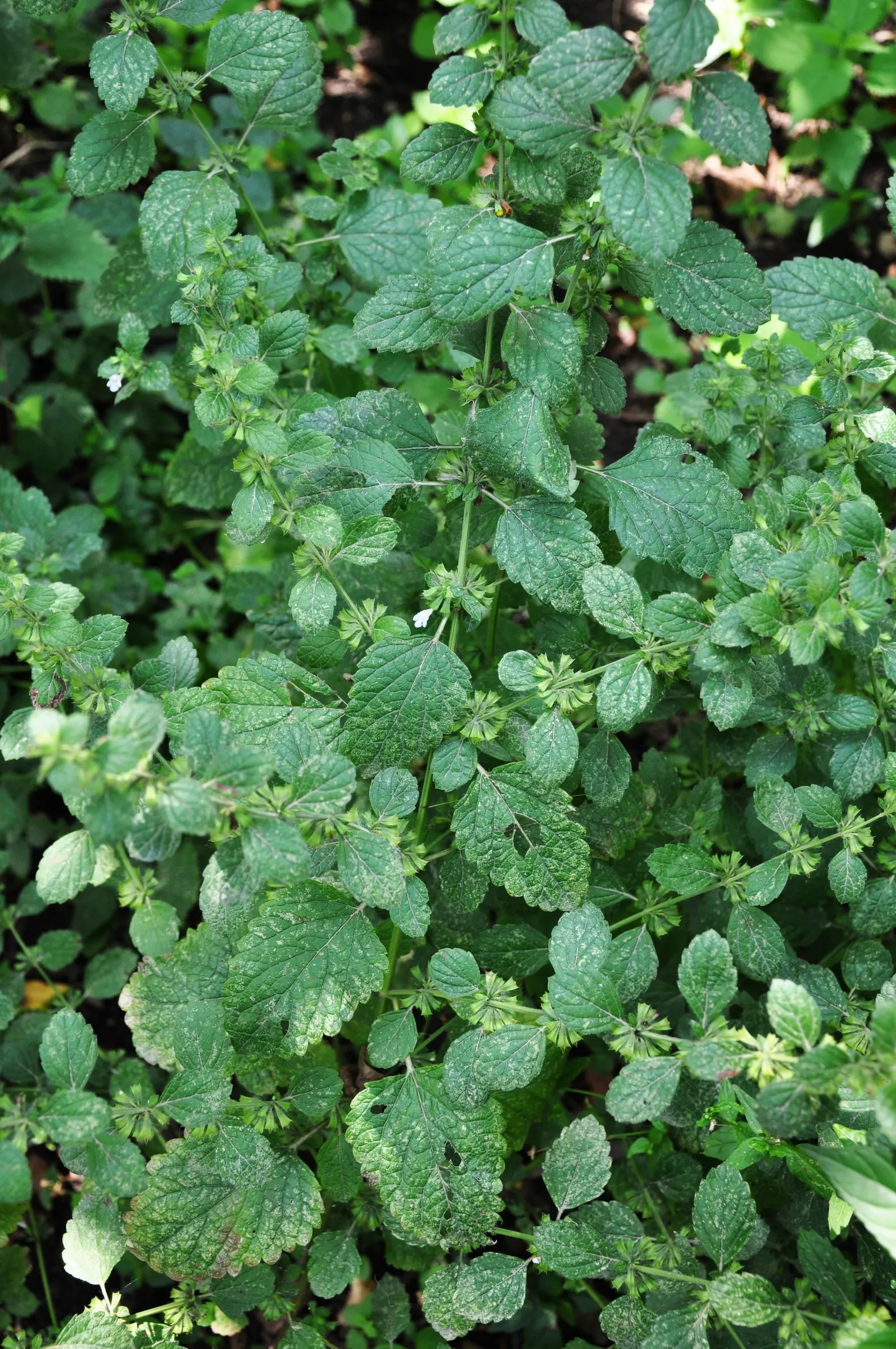 Lemon Balm (Melissa Officinalis) — When incorporating Lemon Balm into a landscape design; including partial shade to full sun exposure, image 77