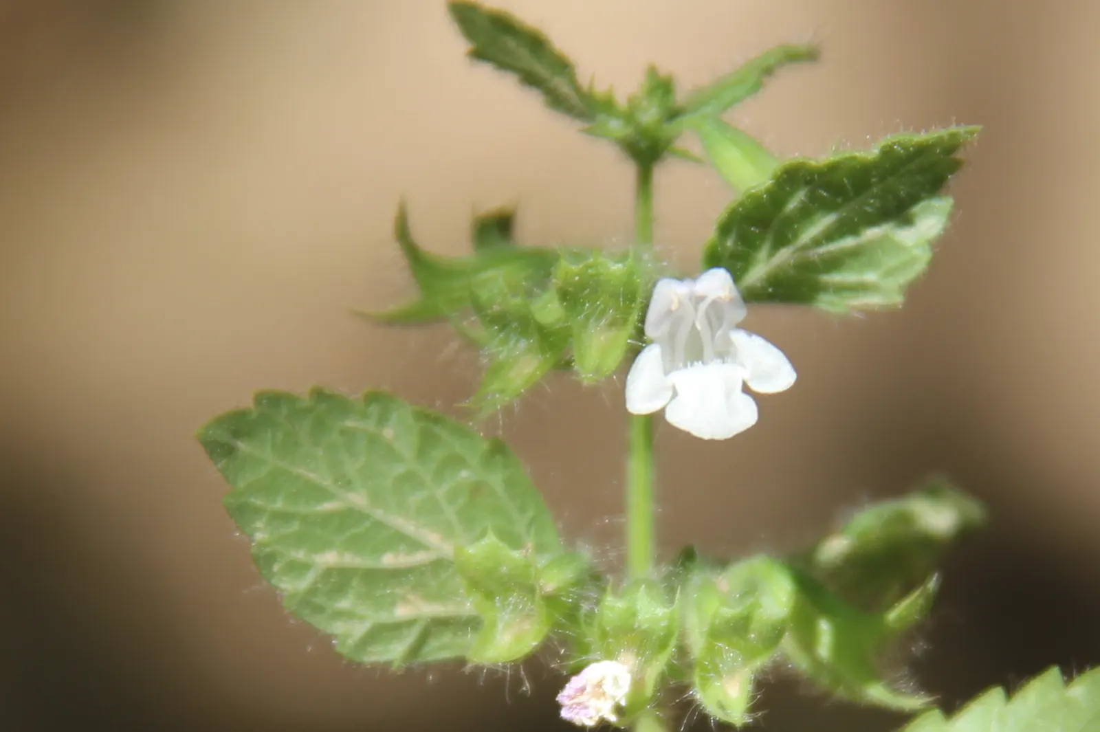 Lemon Balm (Melissa Officinalis) — Lemon Balm adds a pleasant lemon scent and attracts pollinators, enhancing garden biodiversity, image 46