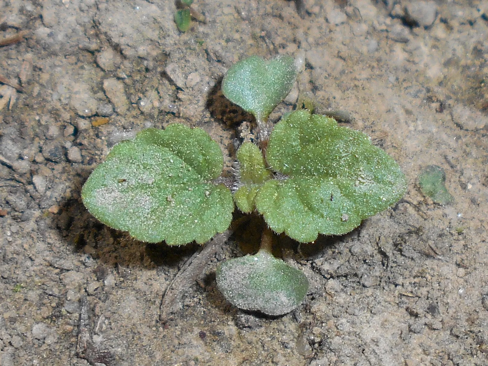 Lemon Balm (Melissa Officinalis) — It is also relatively drought-resistant once established