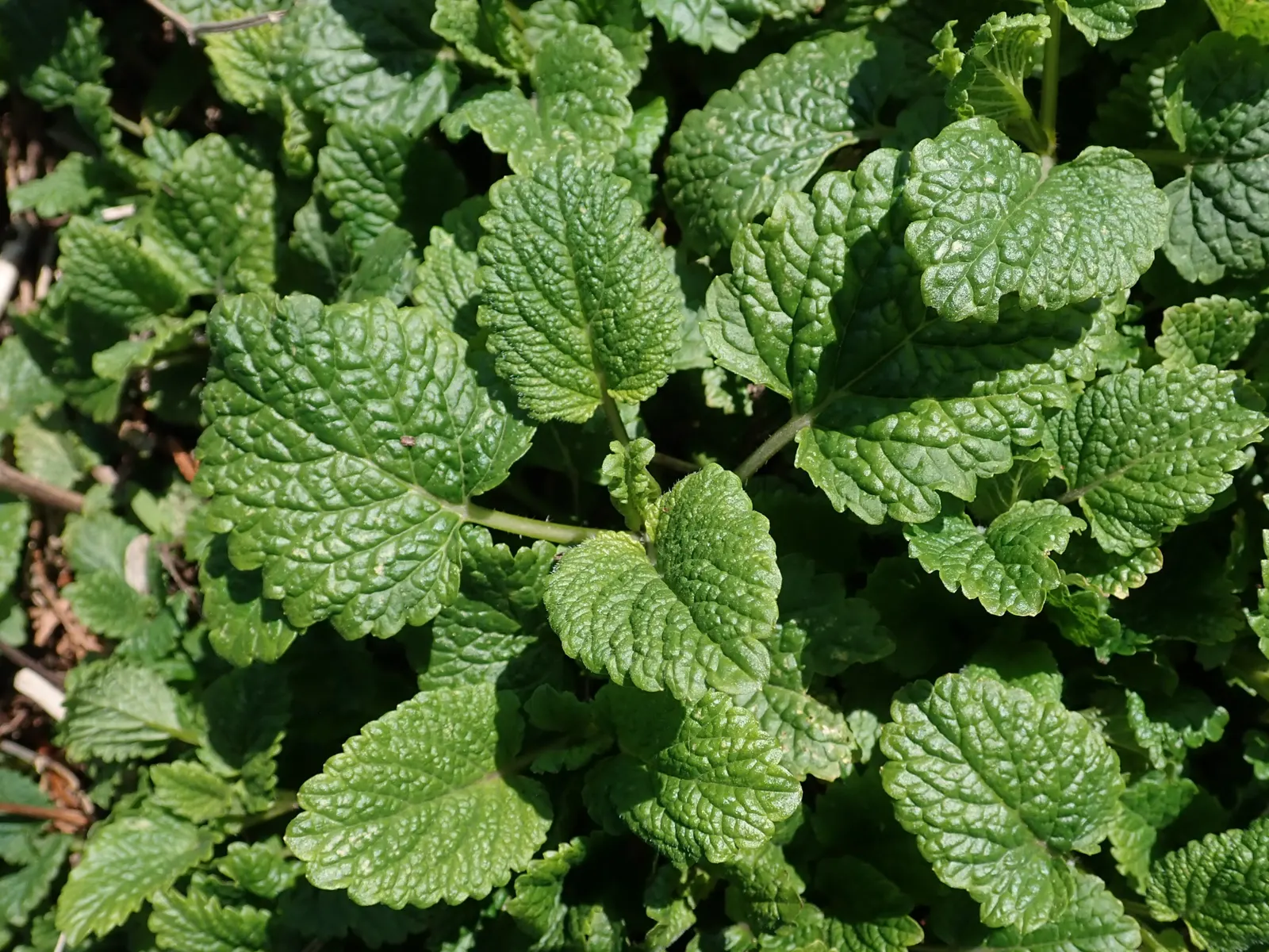Lemon Balm (Melissa Officinalis) — herb with white blooms; including partial shade to full sun exposure, image 83