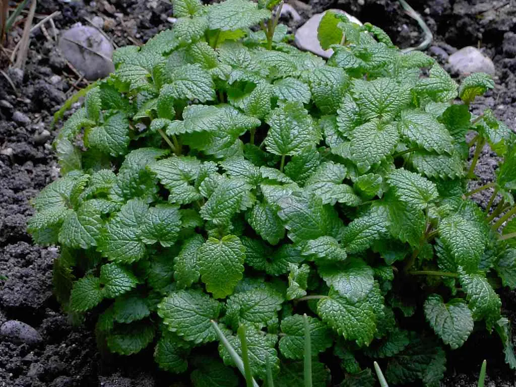 Lemon Balm (Melissa Officinalis) — this plant typically reaches a height of 12 to 24 inches