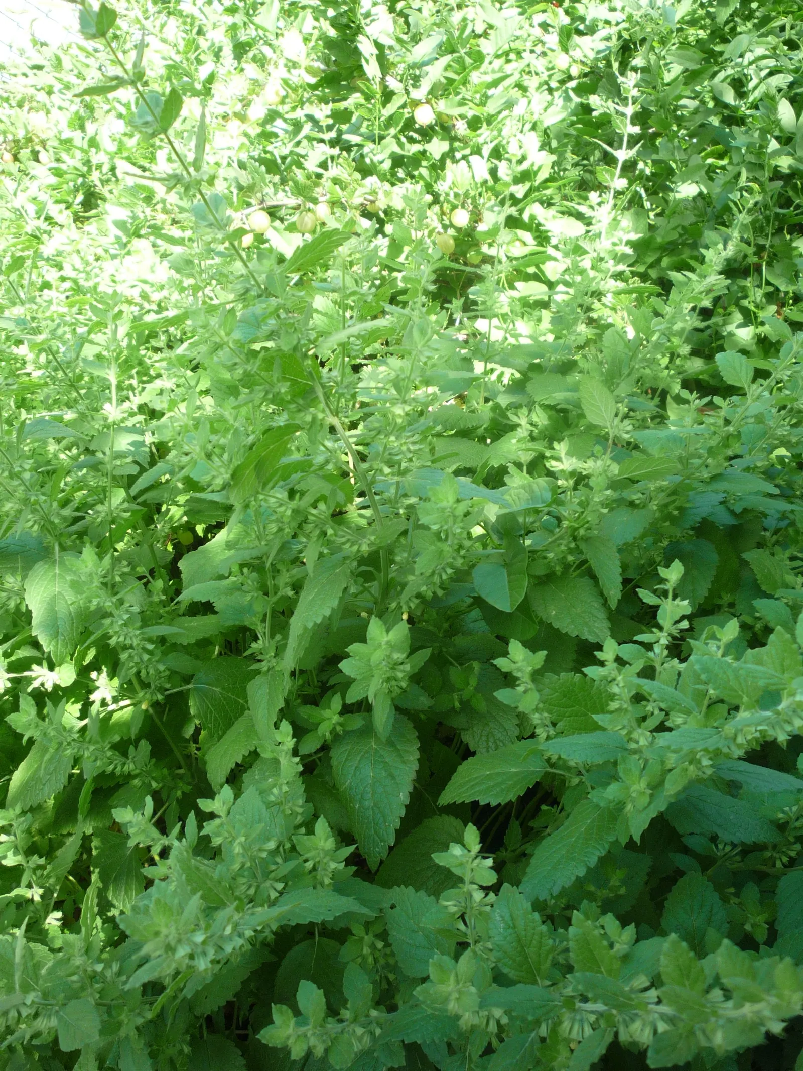 Lemon Balm (Melissa Officinalis) — although it benefits from regular watering for optimal growth and a more lush appearance; lemon Balm adds a, image 55