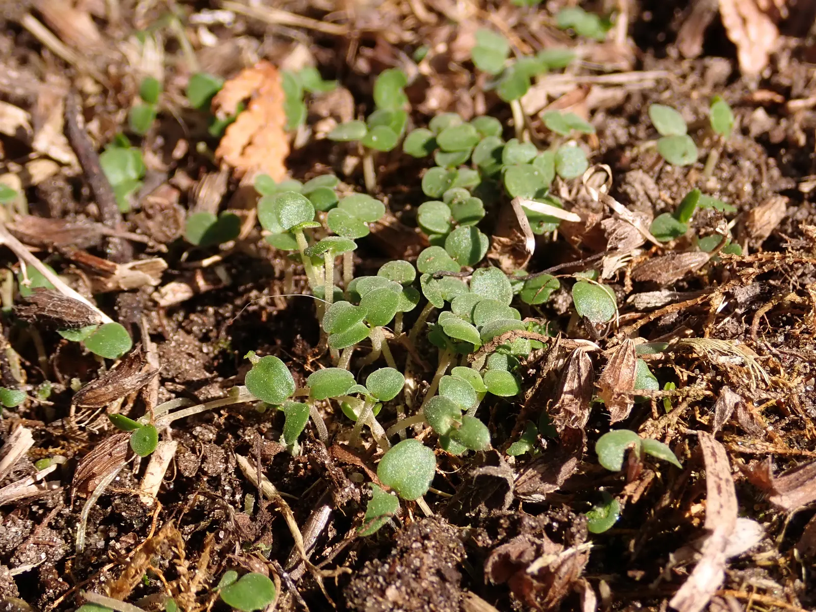 Lemon Balm (Melissa Officinalis) — white flowers in the garden; lemon Balm adds a pleasant lemon scent and attracts pollinators, enhancing garden, image 61