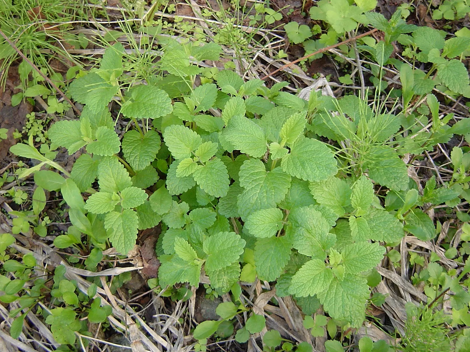 Lemon Balm (Melissa Officinalis) — hence its genus name 'Melissa' (Greek for 'honey bee'); lemon Balm adds a pleasant lemon scent and attracts, image 52