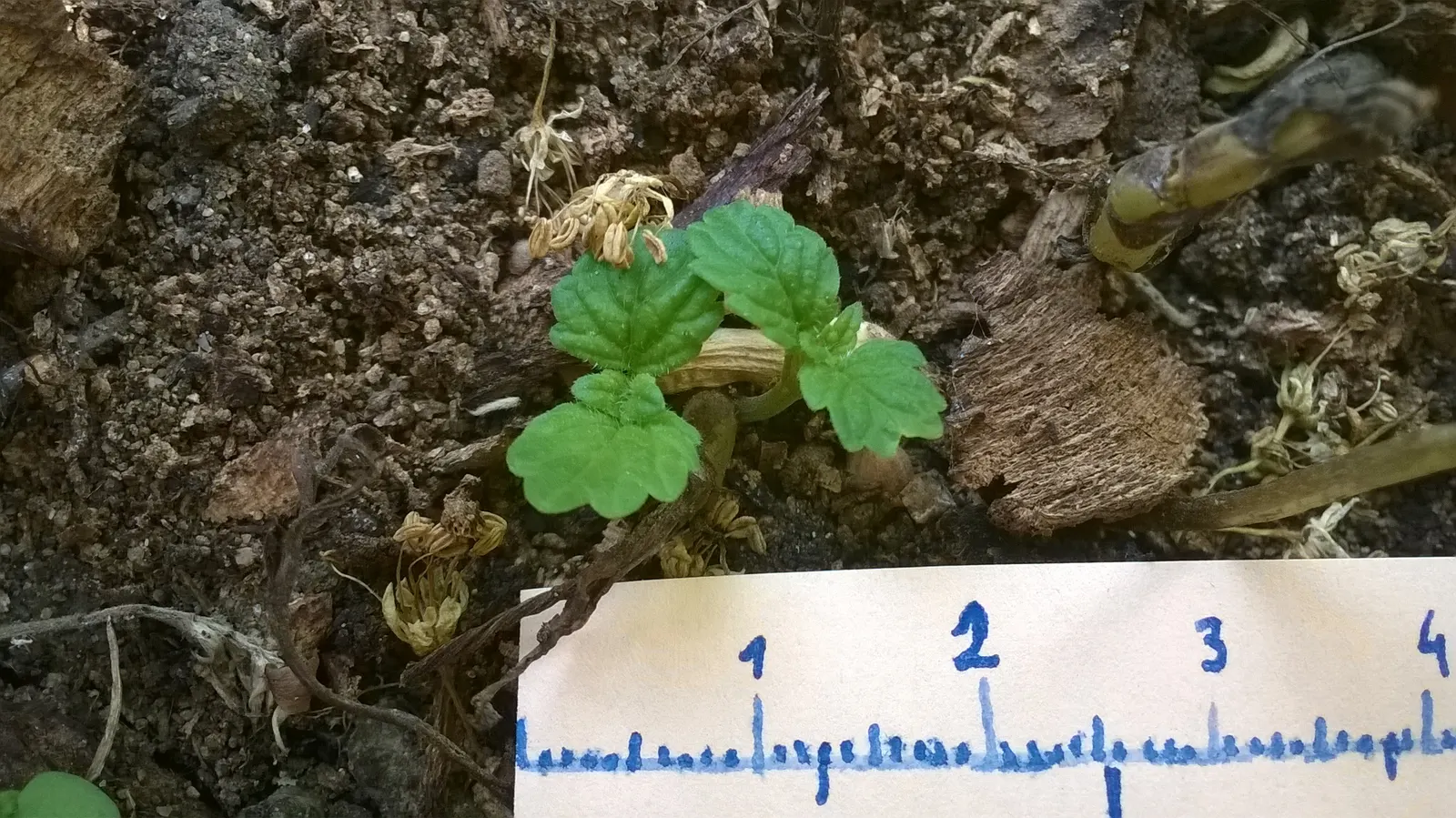 Lemon Balm (Melissa Officinalis) — It is also relatively drought-resistant once established; making it a multifunctional addition to any garden, image 75