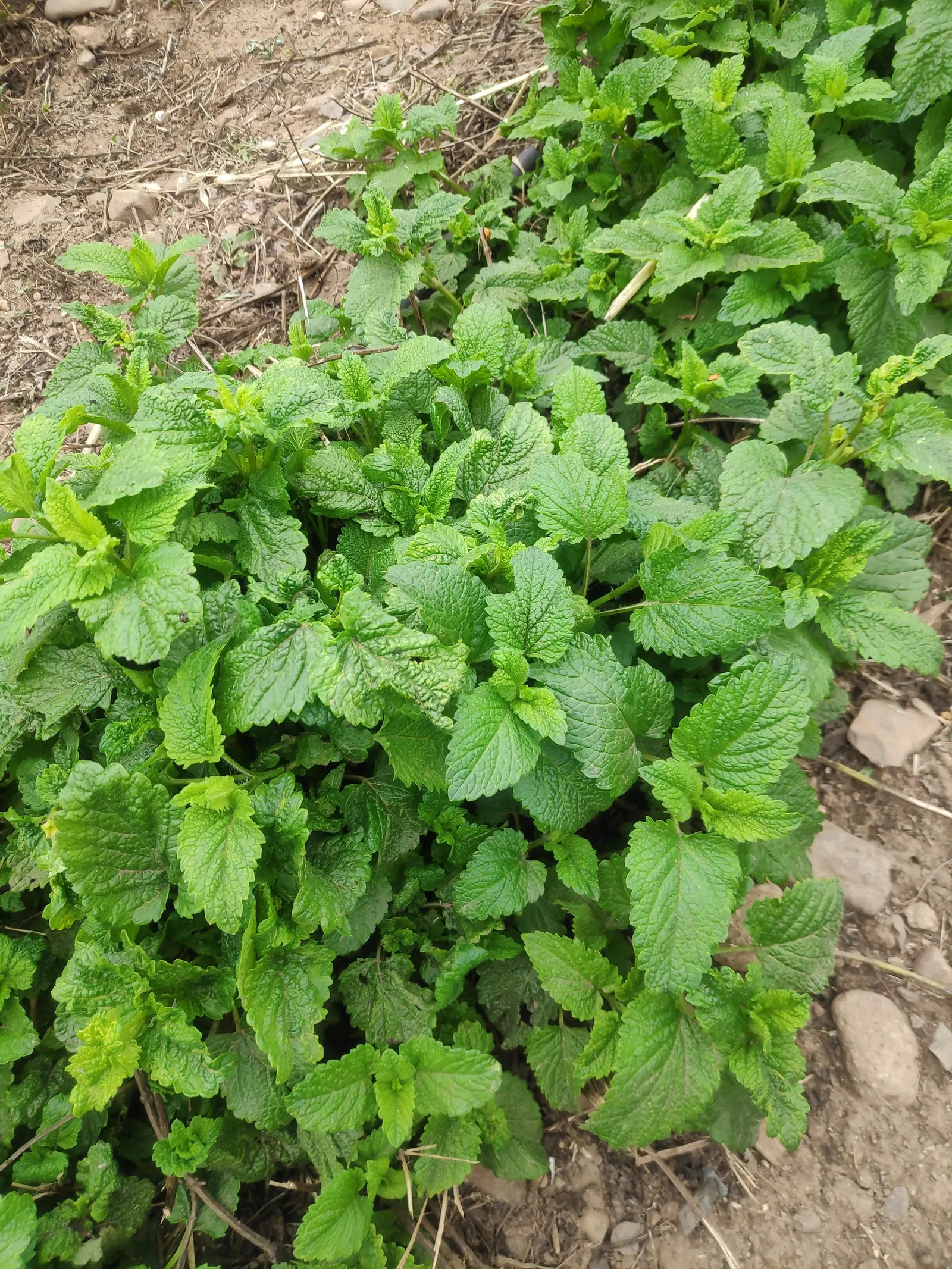 Lemon Balm (Melissa Officinalis) — adding a sensory experience to the landscape