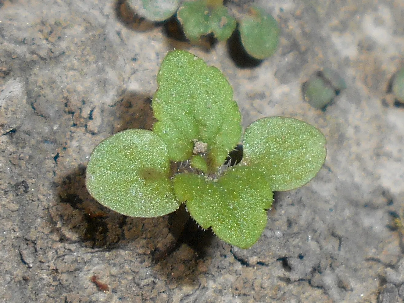 Lemon Balm (Melissa Officinalis) — including partial shade to full sun exposure, image 95