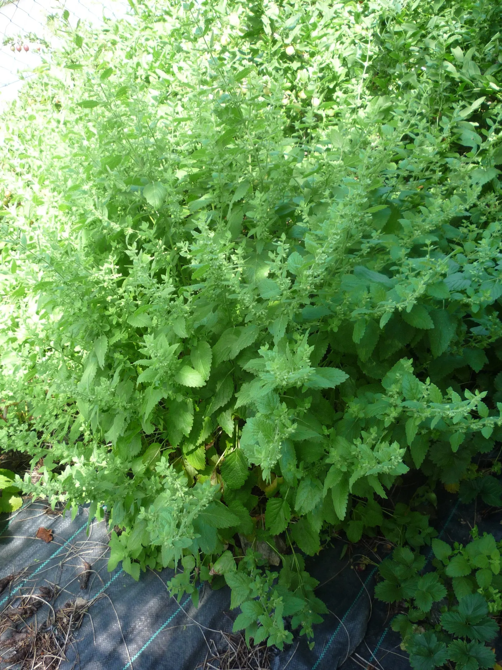 Lemon Balm (Melissa Officinalis) — herb with white blooms; including partial shade to full sun exposure