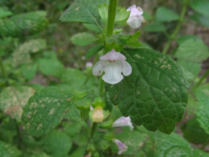 Lemon Balm (Melissa Officinalis) — consider its ability to self-seed and spread; therefore