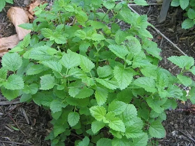 Lemon Balm (Melissa Officinalis) — making it a multifunctional addition to any garden, image 39