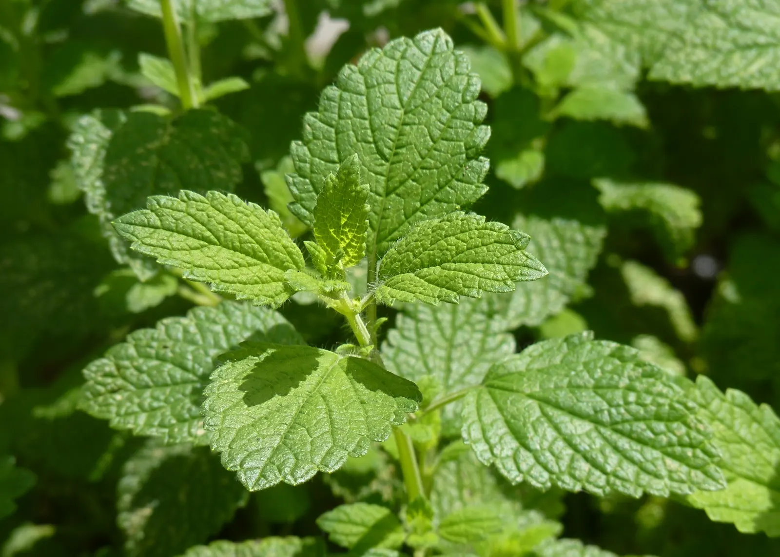 Lemon Balm (Melissa Officinalis) — This versatile plant tolerates a range of soil conditions, but prefers well-drained loam; making it a, image 66