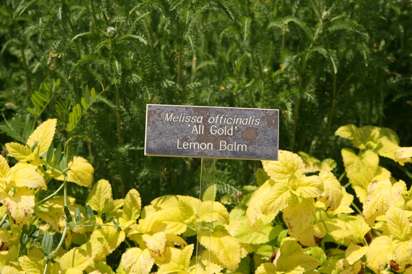Lemon Balm (Melissa Officinalis) — This versatile plant tolerates a range of soil conditions, but prefers well-drained loam; making it a, image 87