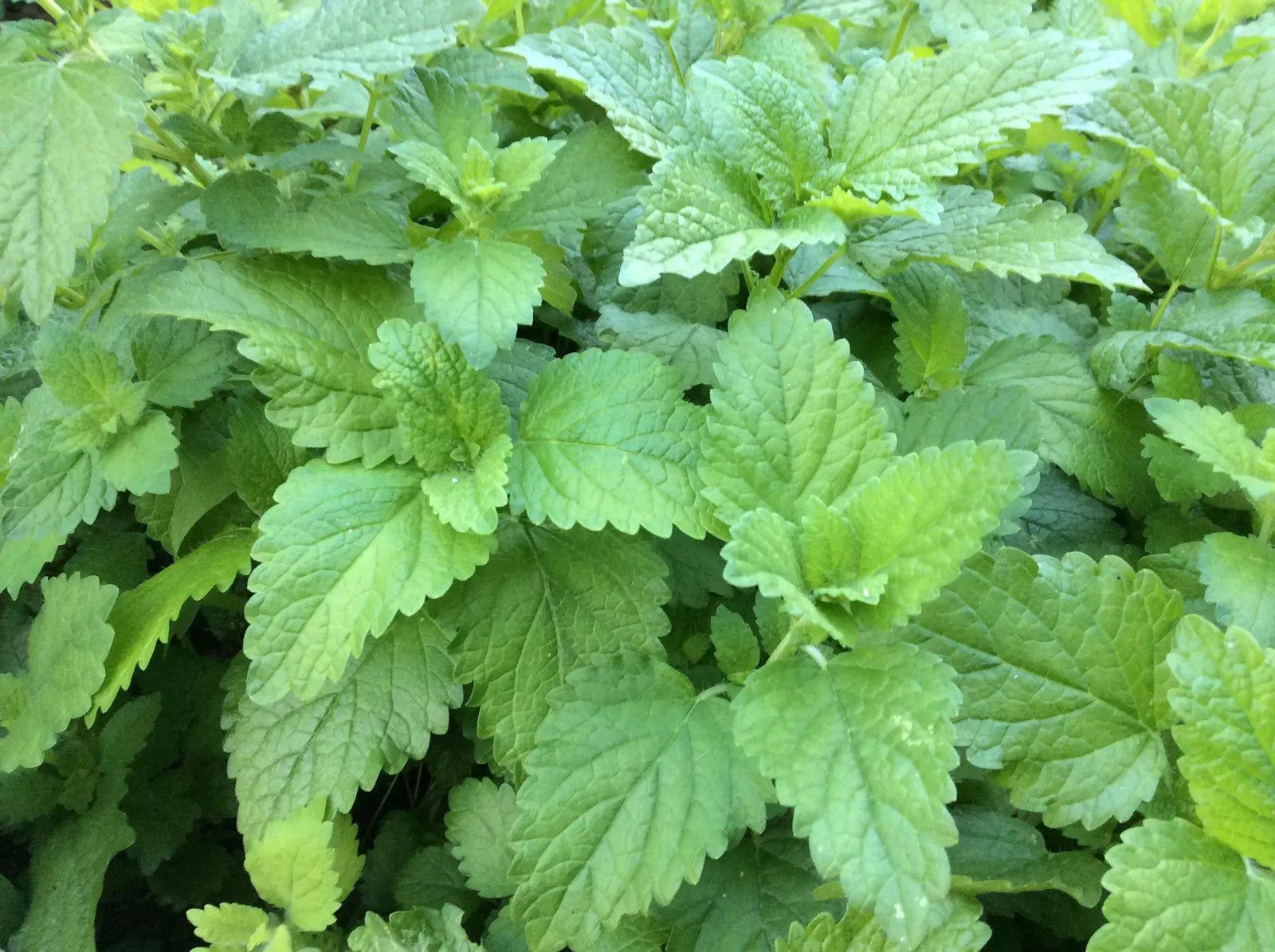 Lemon Balm (Melissa Officinalis) — This delightful herb not only adds beauty and fragrance but can also be used culinarily; including partial shade, image 101