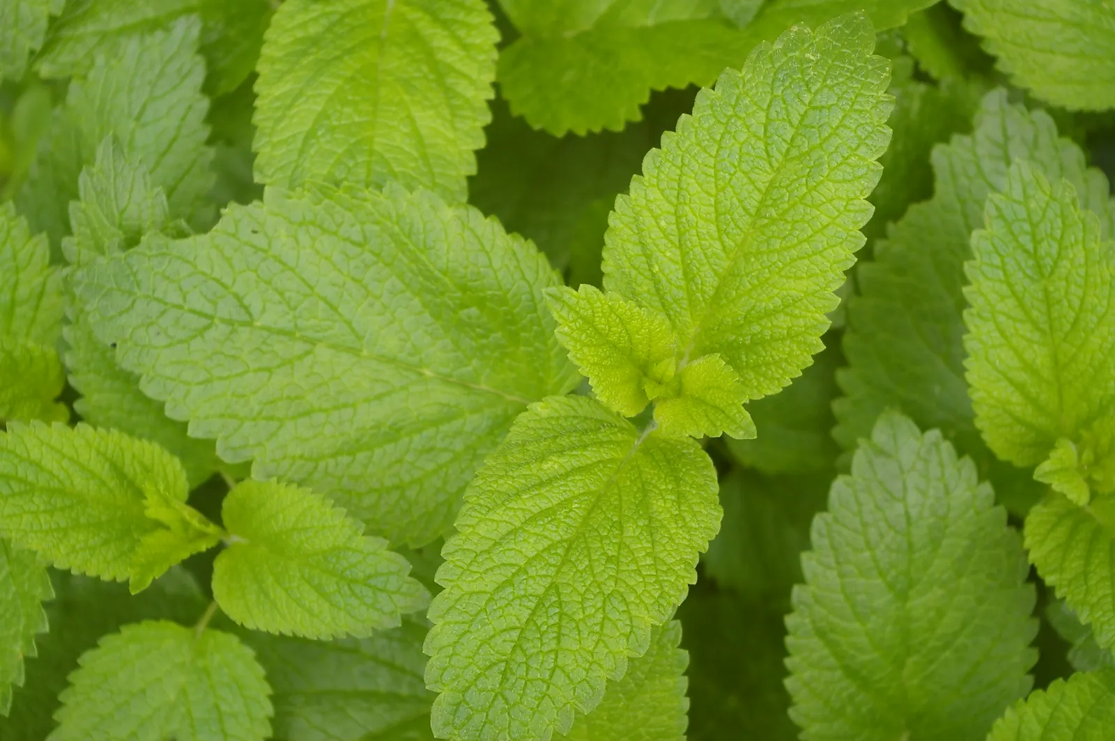 Lemon Balm (Melissa Officinalis) — this plant typically reaches a height of 12 to 24 inches; lemon Balm adds a pleasant lemon scent and attracts, image 49