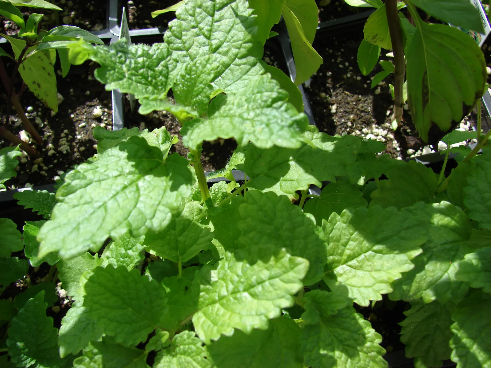 Lemon Balm (Melissa Officinalis) — This versatile plant tolerates a range of soil conditions, but prefers well-drained loam