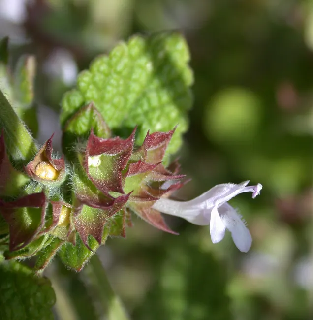 Lemon Balm (Melissa Officinalis) — A member of the mint family