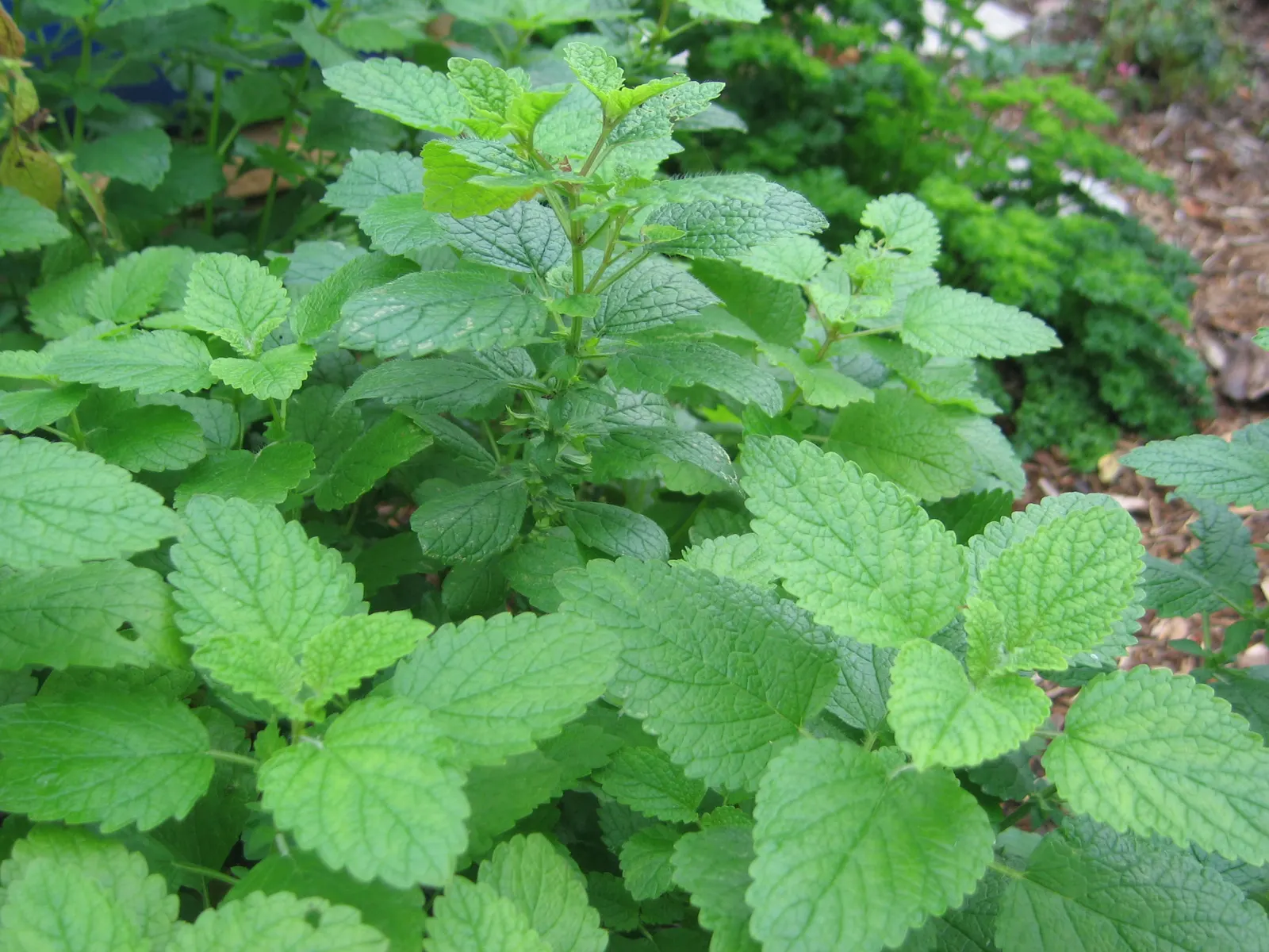 Lemon Balm (Melissa Officinalis) — Prized for its aromatic, heart-shaped leaves and tiny white flowers, it thrives in full sun to partial shade, image 44