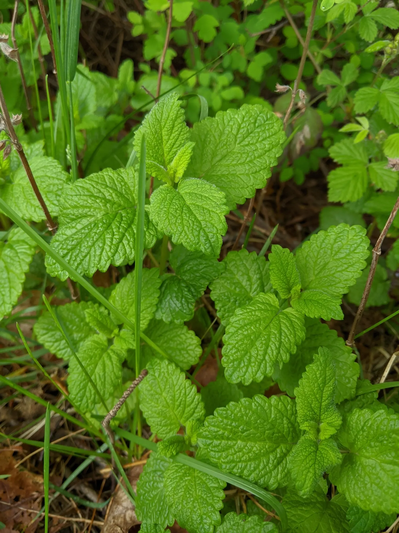 Lemon Balm (Melissa Officinalis) — hence its genus name 'Melissa' (Greek for 'honey bee')