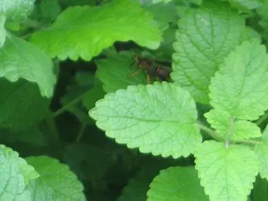 Lemon Balm (Melissa Officinalis) — including partial shade to full sun exposure, image 53