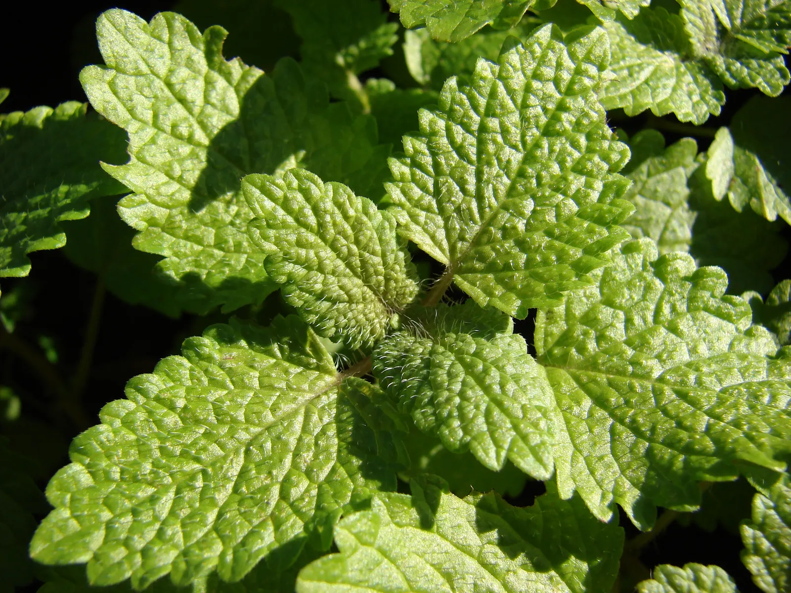 Lemon Balm (Melissa Officinalis) — making it a multifunctional addition to any garden, image 81