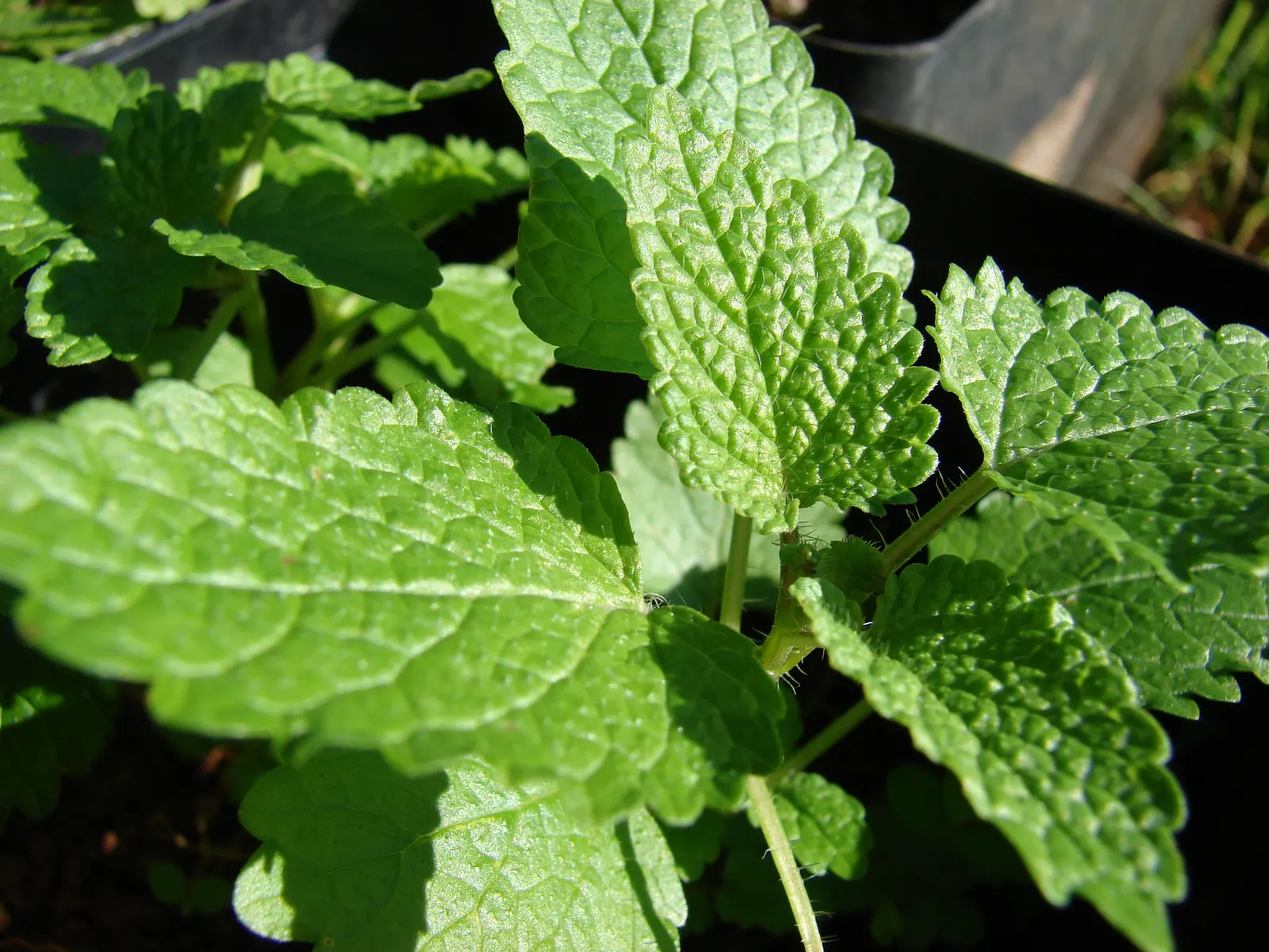 Lemon Balm (Melissa Officinalis) — including partial shade to full sun exposure, image 74