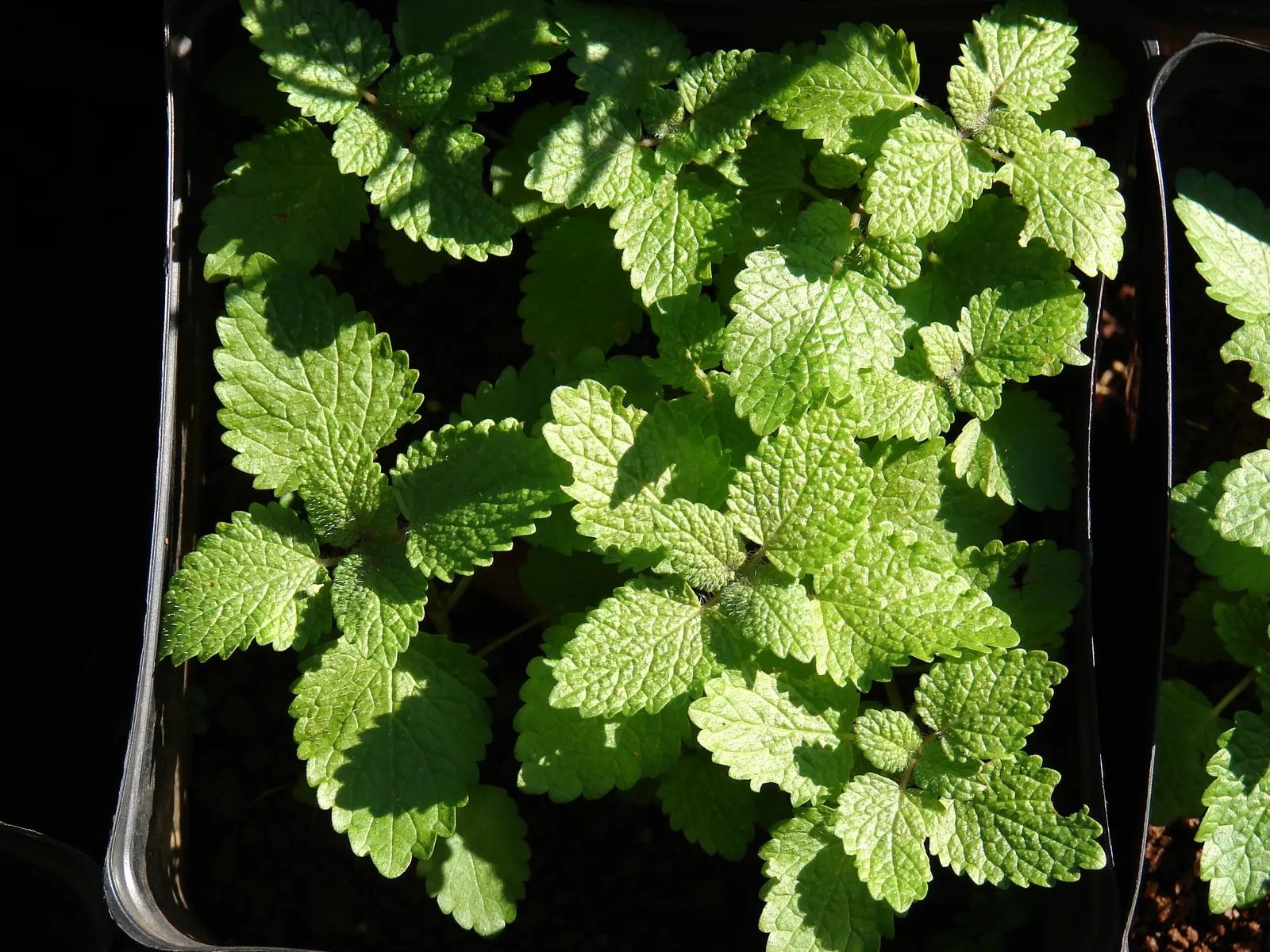 Lemon Balm (Melissa Officinalis) — occasional pruning or containment strategies may be necessary to maintain the desired aesthetic; lemon Balm adds, image 100