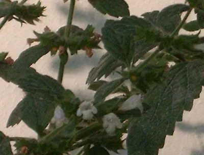 Lemon Balm (Melissa Officinalis) — Prized for its aromatic, heart-shaped leaves and tiny white flowers, it thrives in full sun to partial shade; including