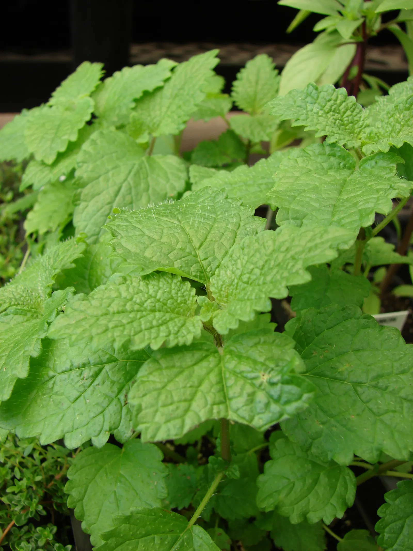 Lemon Balm (Melissa Officinalis) — herb for full or half; making it a multifunctional addition to any garden, image 63