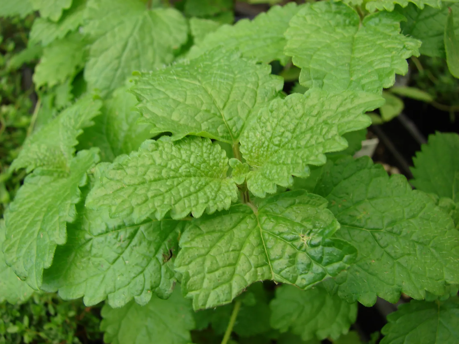 Lemon Balm (Melissa Officinalis) — Lemon Balm adds a pleasant lemon scent and attracts pollinators, enhancing garden biodiversity, image 88