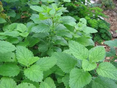 Lemon Balm (Melissa Officinalis) — Prized for its aromatic, heart-shaped leaves and tiny white flowers, it thrives in full sun to partial shade, image 65
