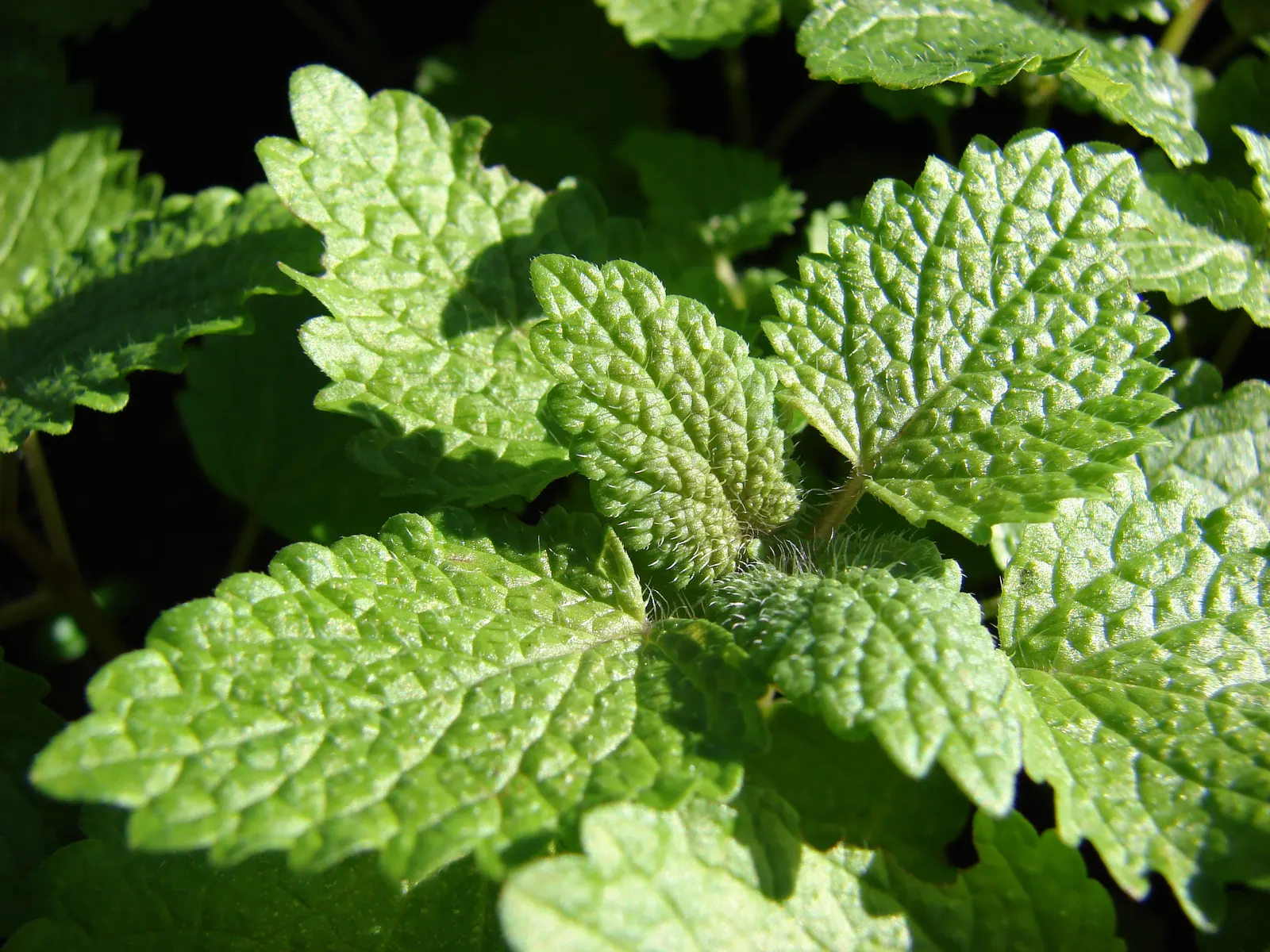 Lemon Balm (Melissa Officinalis) — although it benefits from regular watering for optimal growth and a more lush appearance