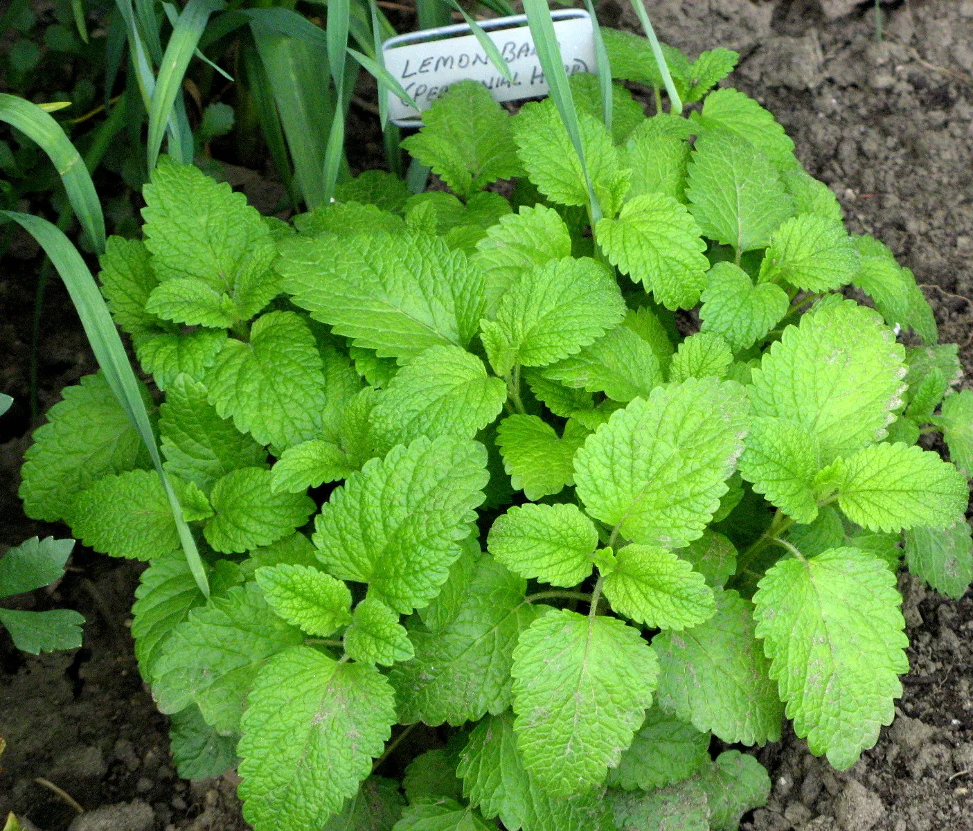 Lemon Balm (Melissa Officinalis) — scientifically named Melissa officinalis