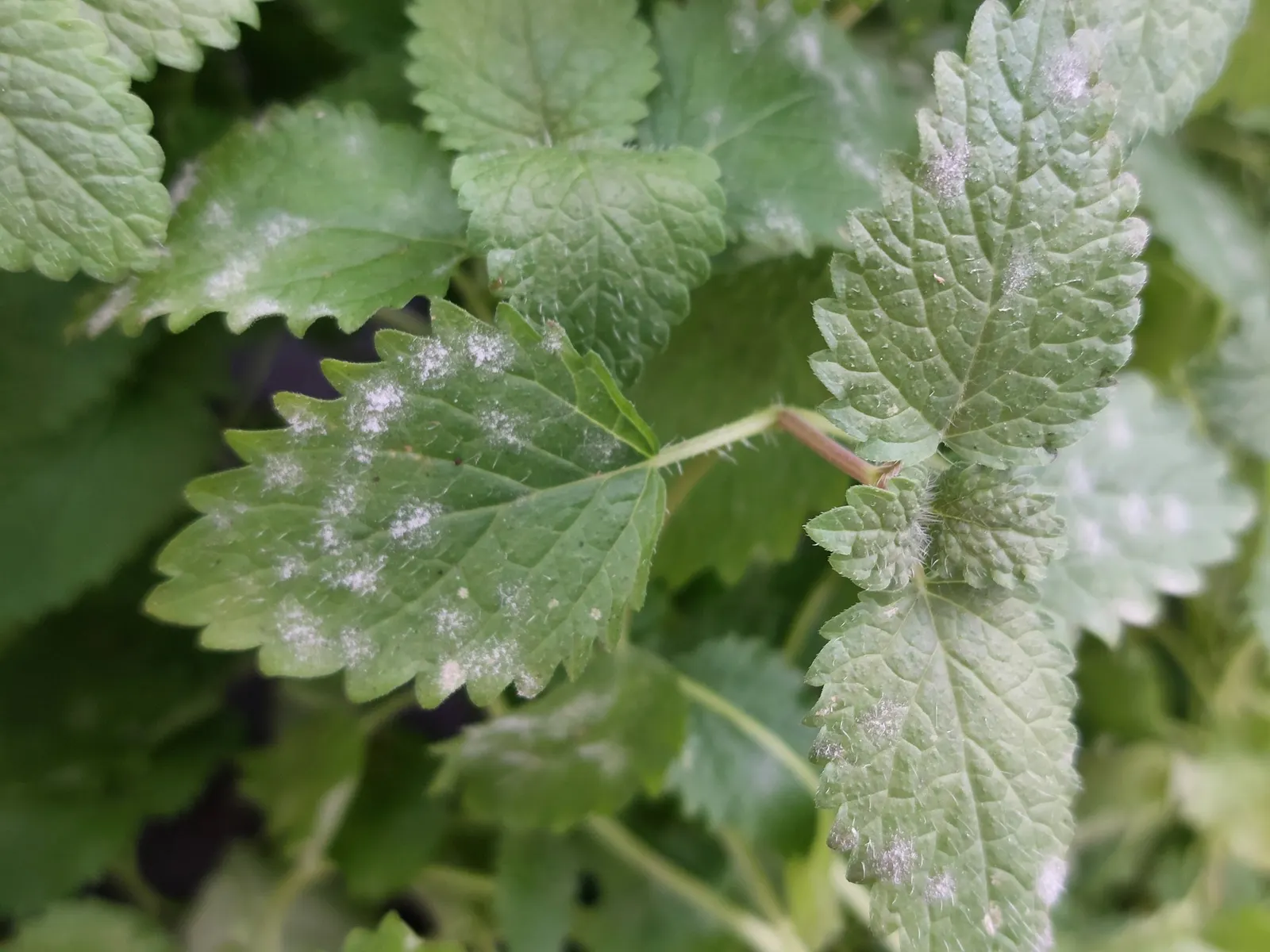 Lemon Balm (Melissa Officinalis) — herb for full or half