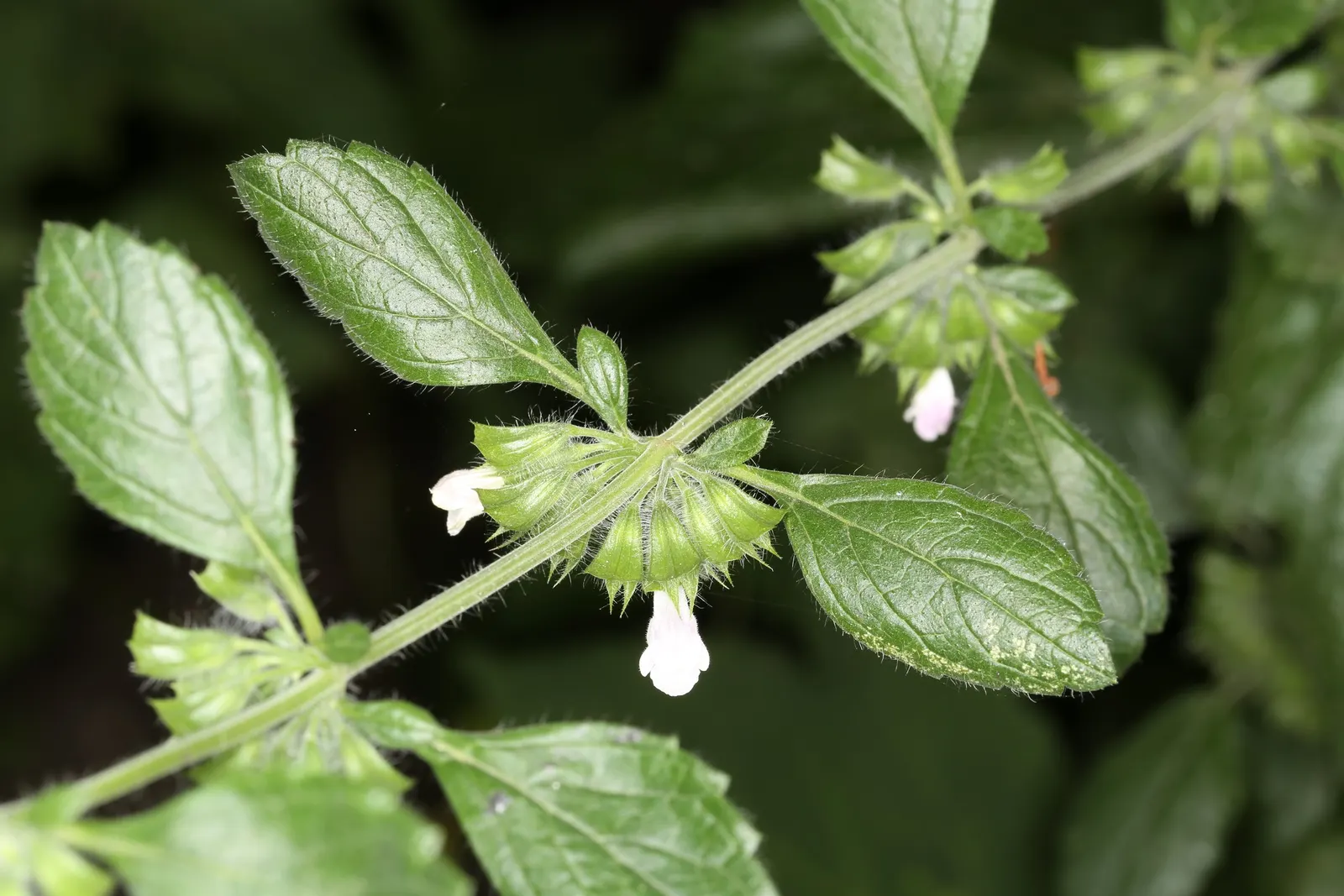 Lemon Balm (Melissa Officinalis) — This delightful herb not only adds beauty and fragrance but can also be used culinarily